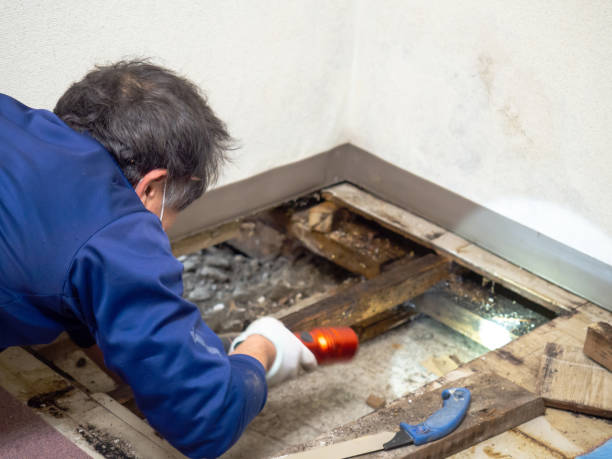 Best Mold Testing  in East Rochester, NY