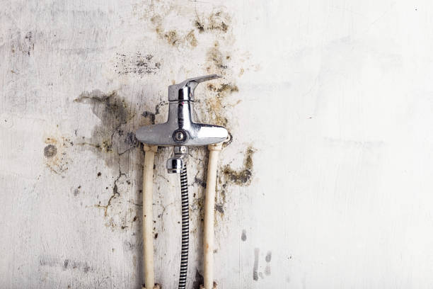 Best Mold Remediation Experts  in East Rochester, NY