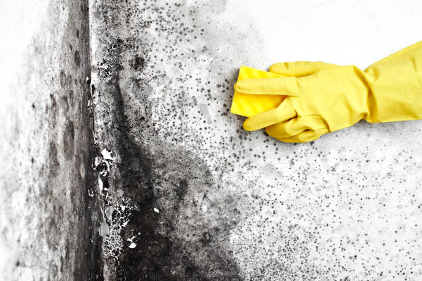 Attic Mold Removal in East Rochester, NY