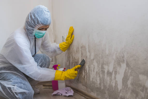 Best Certified Mold Removal  in East Rochester, NY