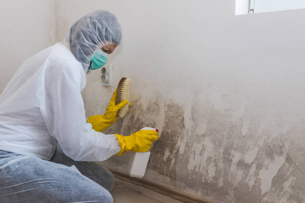 Best Certified Mold Removal  in East Rochester, NY