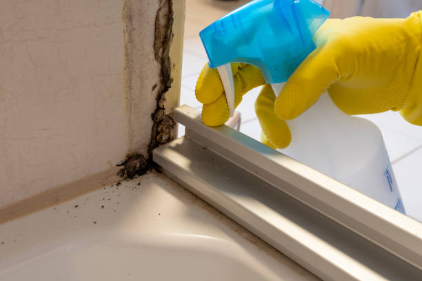 Mold Removal Process in East Rochester, NY