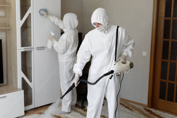 Best Toxic Mold Removal  in East Rochester, NY