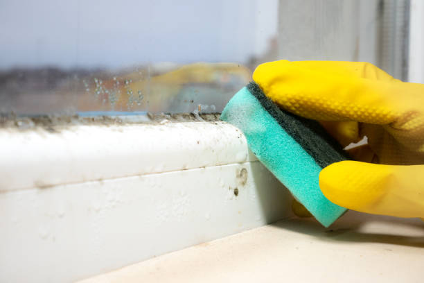 East Rochester, NY Mold Removal Company