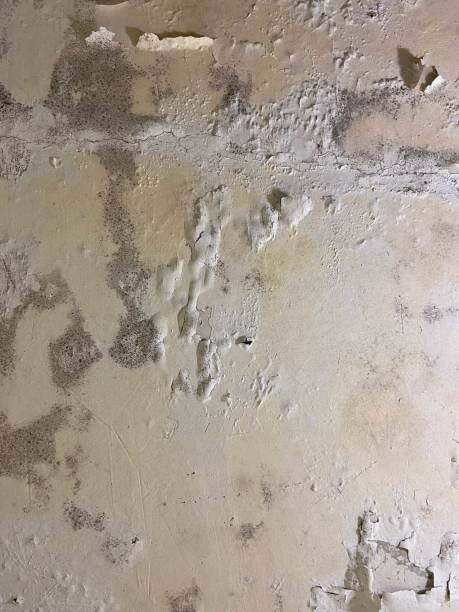 Home Mold Removal in East Rochester, NY