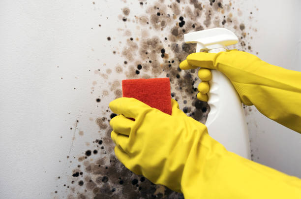 Best Commercial Mold Removal  in East Rochester, NY