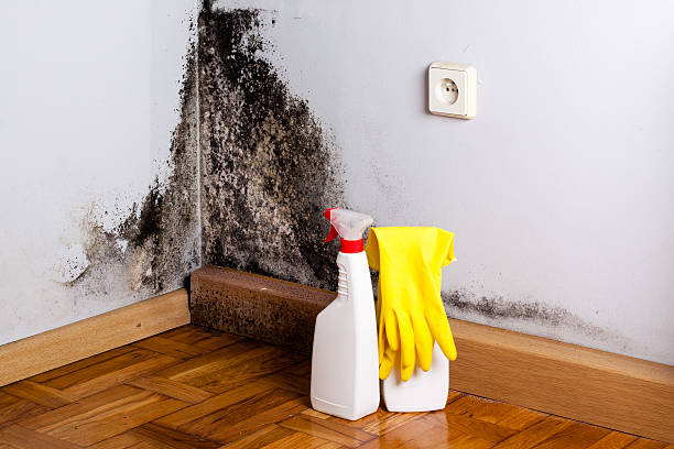 Best Mold Damage Repair  in East Rochester, NY