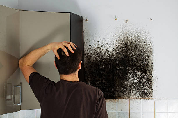 Best Residential Mold Removal  in East Rochester, NY
