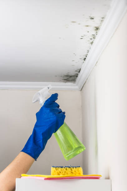 Best Office Mold Removal Services  in East Rochester, NY