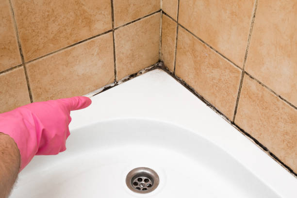 Best Crawl Space Mold Removal  in East Rochester, NY